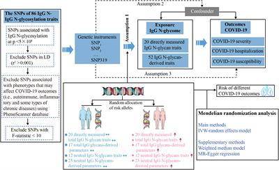 The impact of immunoglobulin G N-glycosylation level on COVID-19 outcome: evidence from a Mendelian randomization study